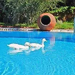 Antik Zeytin & Art