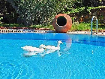 Antik Zeytin & Art